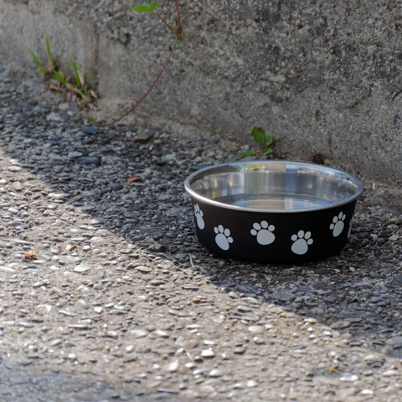 Chicken & Rice Adult Dog Kibble