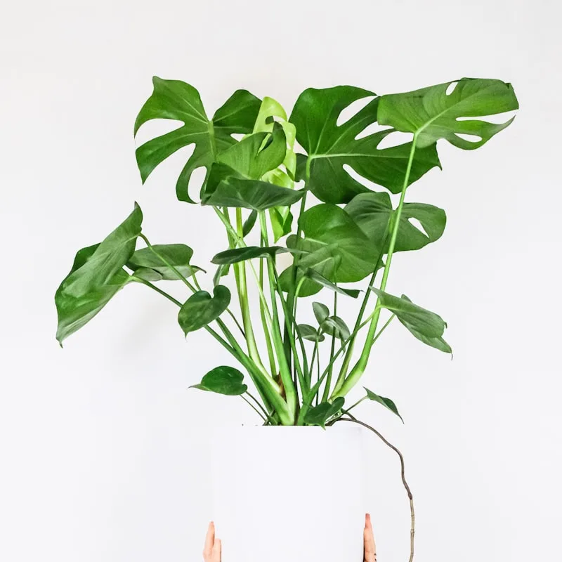 Golden Pothos Trailing Vine