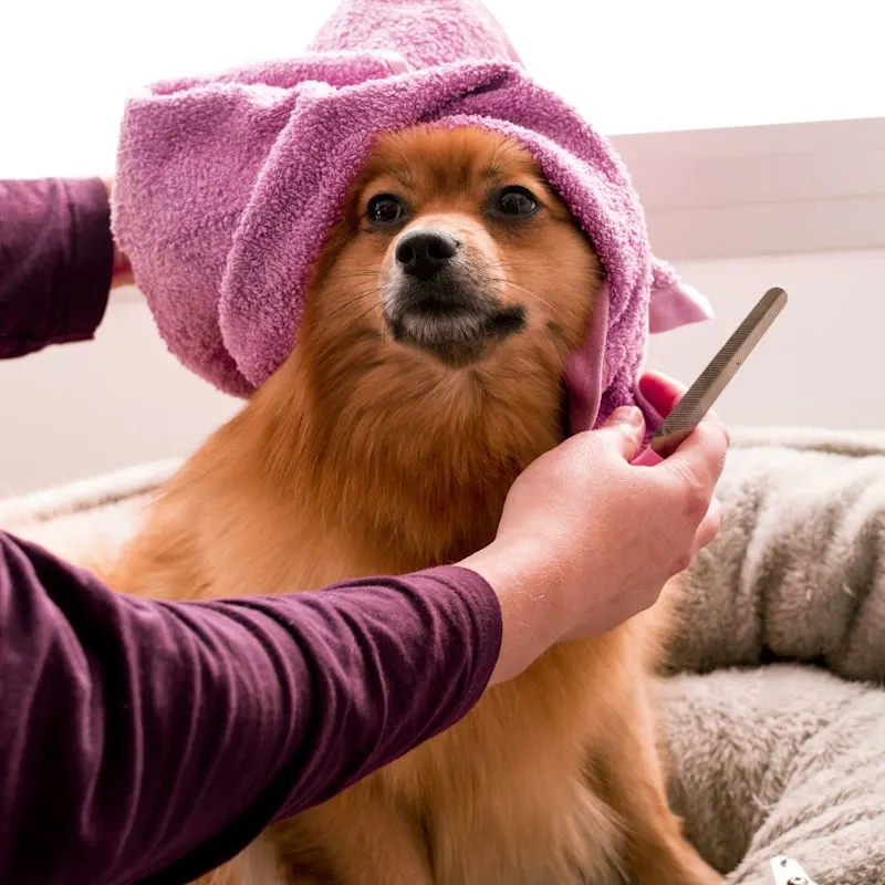 Gentle Oatmeal Pet Shampoo