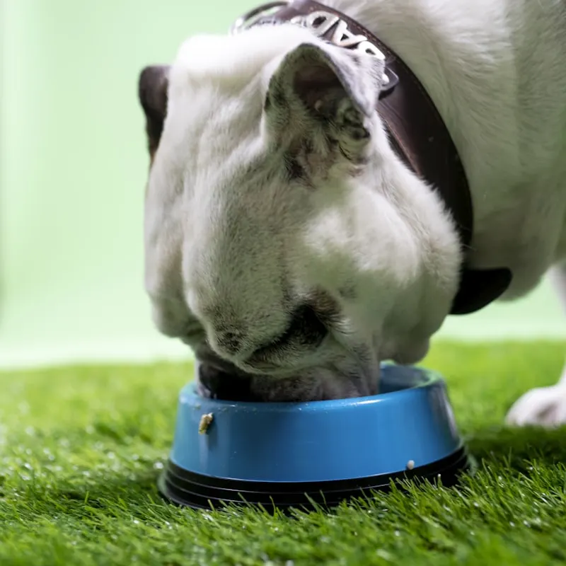 Beef Stew Wet Dog Food Cans
