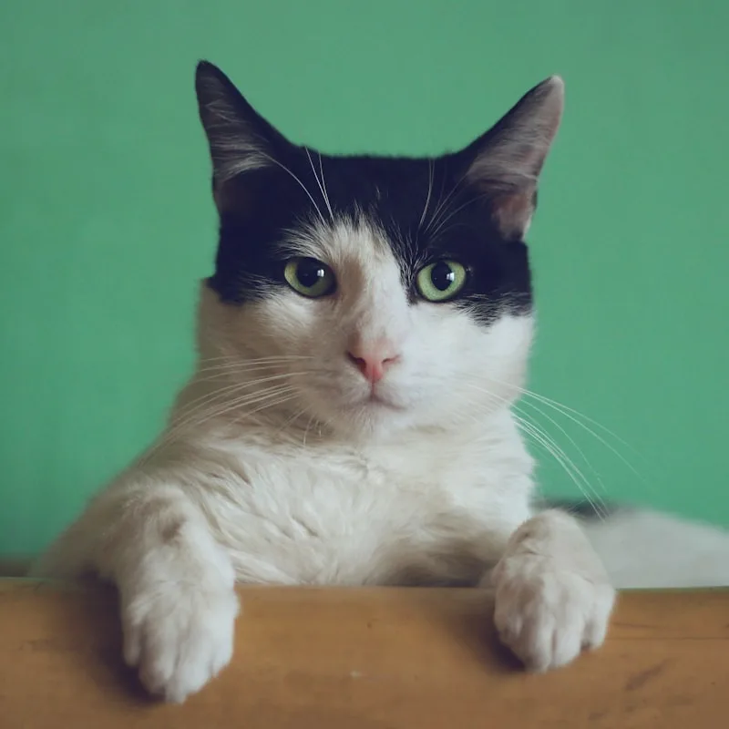 Hooded Corner Litter Box