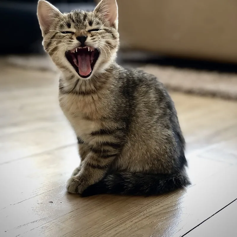 Hooded Corner Litter Box