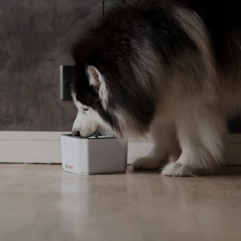 Freeze-Dried Liver Reward Bites