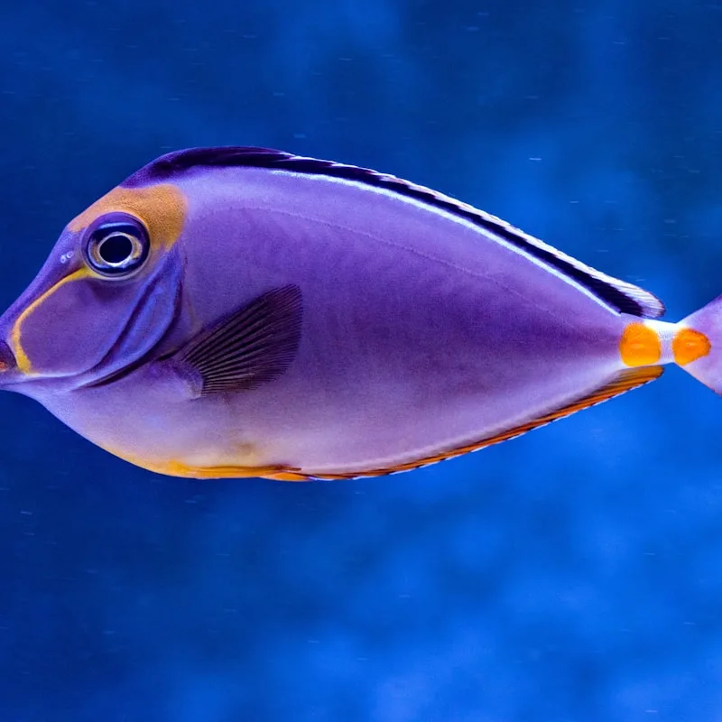 Whisper-Quiet Aquarium Air Pump