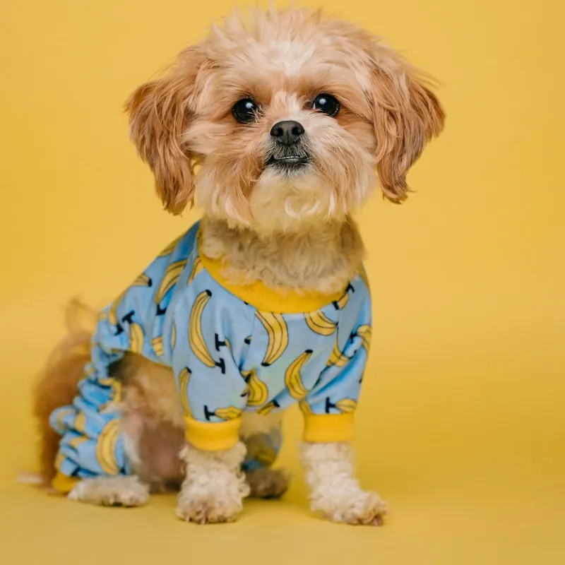 Adventure Padded Dog Harness