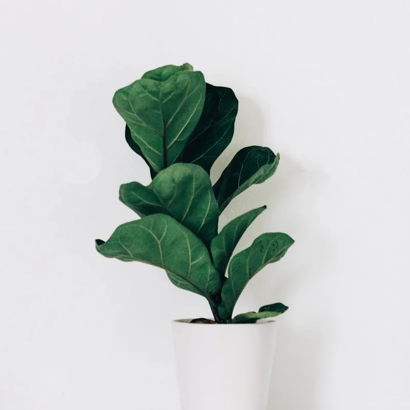 Self-Watering Planter