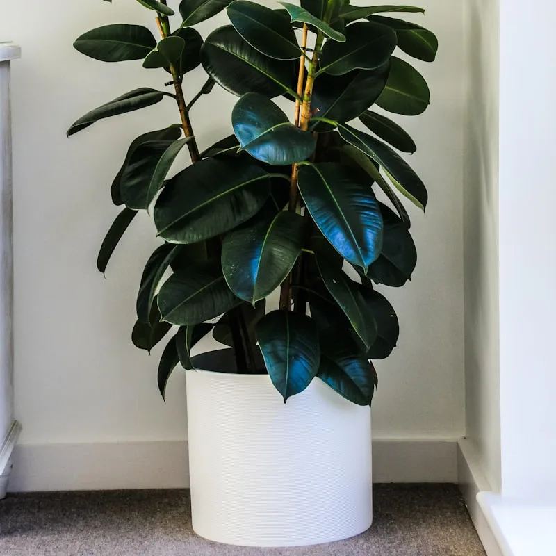 Peace Lily Deluxe