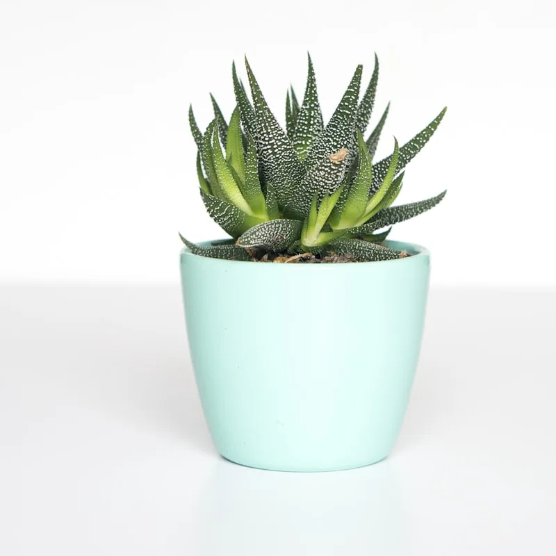 Peace Lily Deluxe