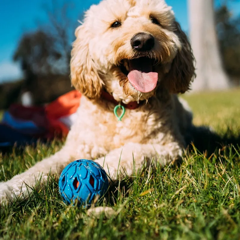 Interactive Treat Dispensing Ball