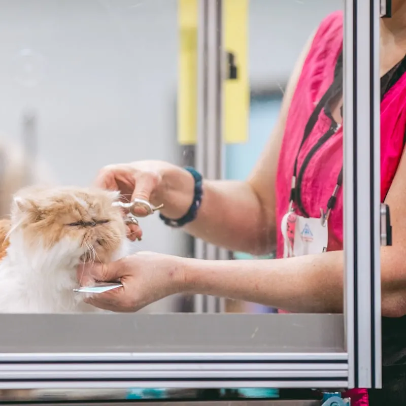 Quiet Cordless Pet Clipper Kit