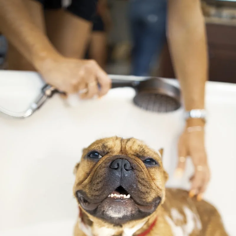 Quiet Cordless Pet Clipper Kit