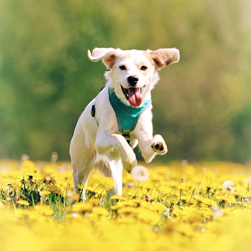 All-Weather Dog Raincoat