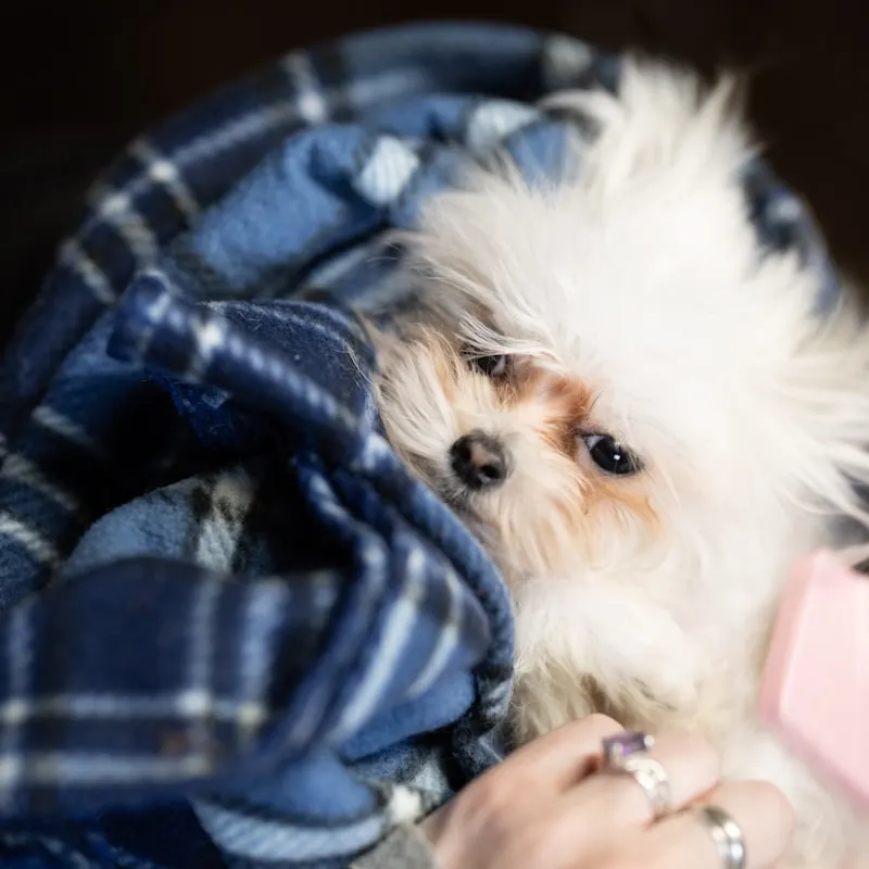 Deshedding Grooming Glove Pair
