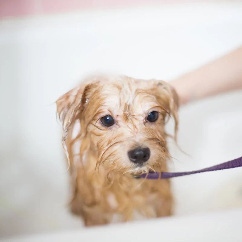 Gentle Oatmeal Pet Shampoo