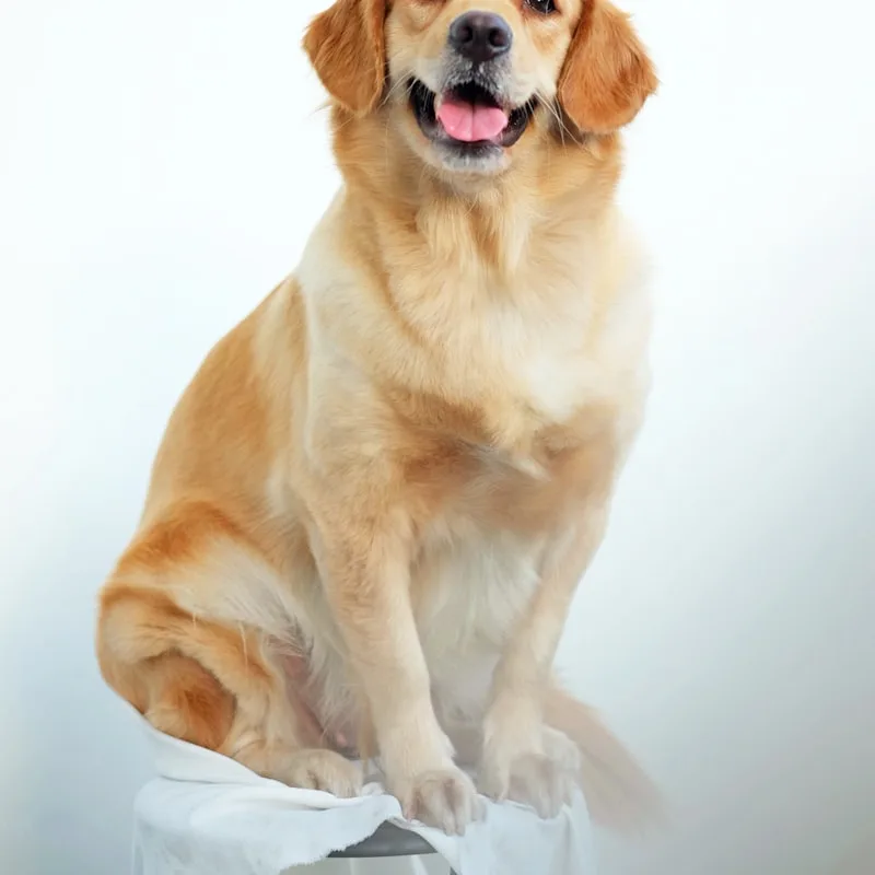 All-Weather Dog Raincoat