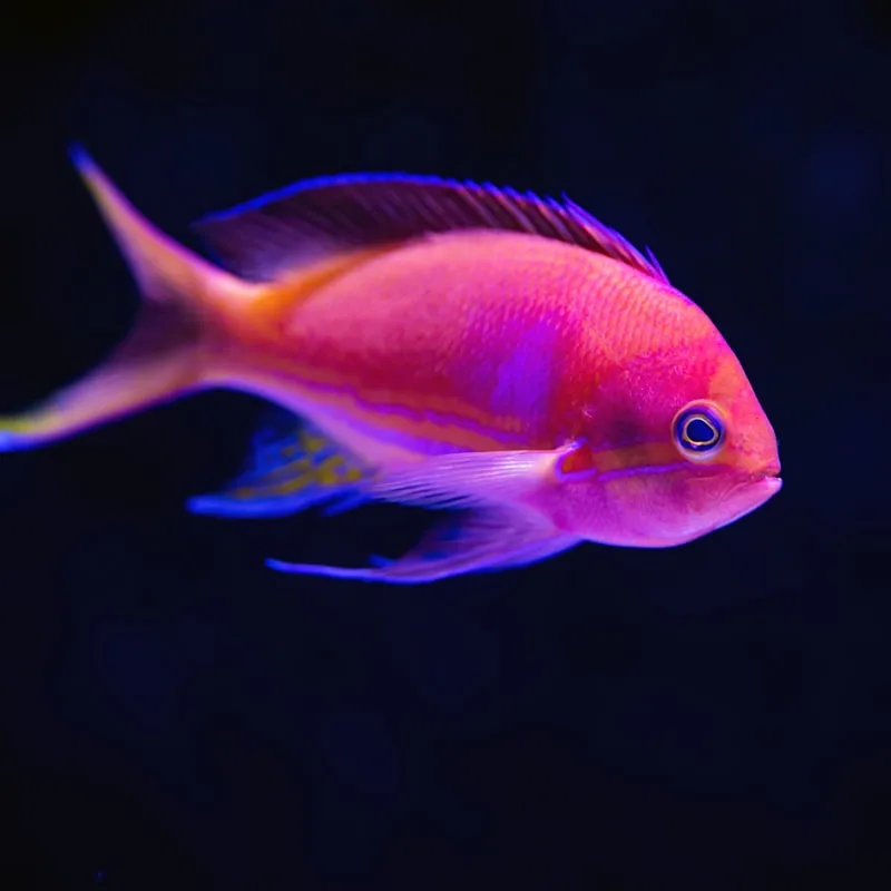 Floating Betta Pellet Blend