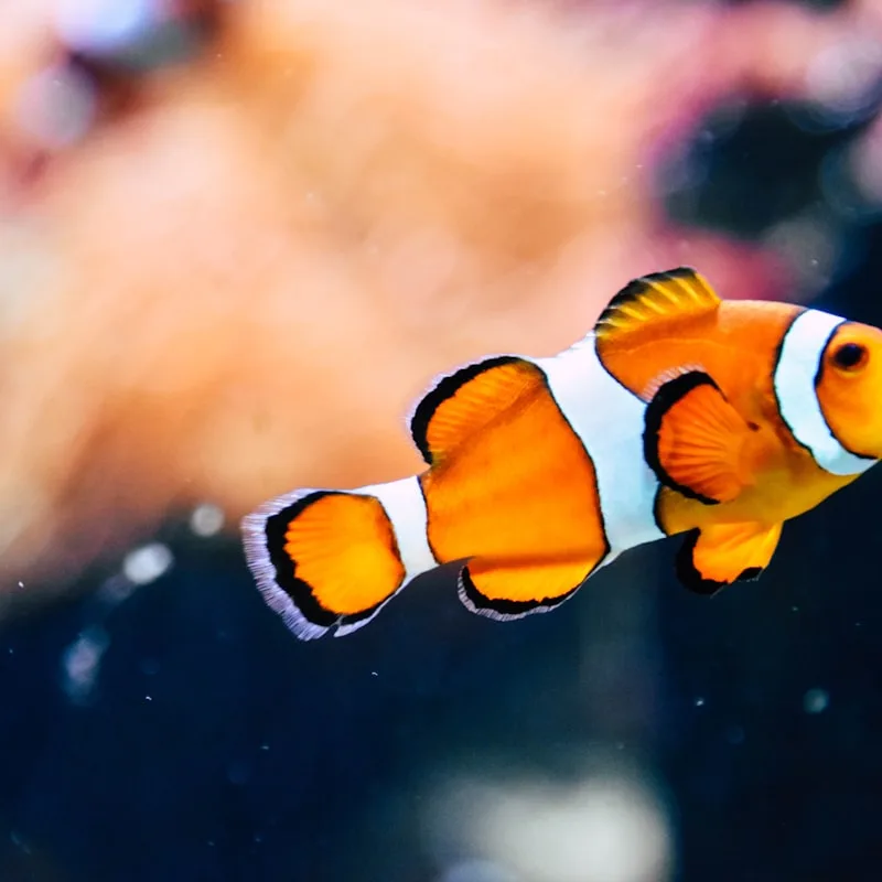 Nano Aquarium Starter Kit