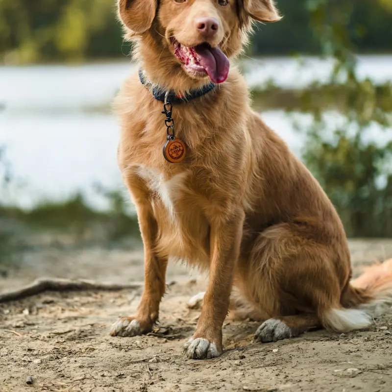 Adventure Padded Dog Harness